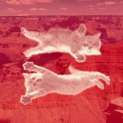 hrc-red_kittens