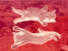 hrc-red_kittens
