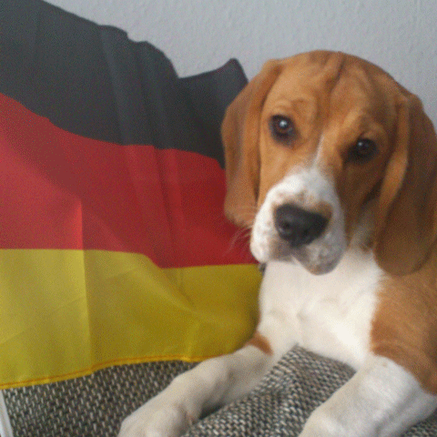 Beagler mit Deutschlandfahne